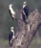 White Woodpecker - Photo copyright Jan Jeion Ribot