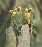 Yellow-eared Parrot - ENDANGERED - Photo copyright Martin Reid