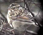 Clay-colored Sparrow - Courtesy of SW Louisiana Birding Page