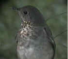 Grey-Cheeked Thrush - Courtesy of SW Louisiana Birding Page