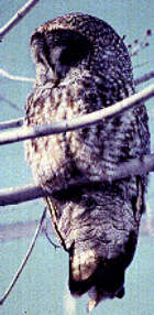 Great Grey Owl - Manitoba Provincial Bird - Photo by Vic Fazio