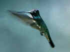 Magnificent Hummingbird - Photo by Bob O'Brien