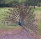 Indian Peafowl (Peacock) - Photo copyright Tina MacDonald