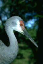 Sandhill Crane - Indiana Dep't of Natural Resources