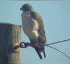 White-Tailed Hawk - Courtesy of SW Louisiana Birding Page
